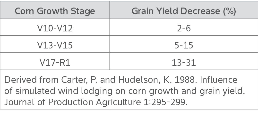Influence of simulated wind and root lodging on corn grain yield. 